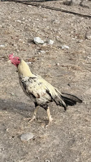 طير باكستاني للبيع