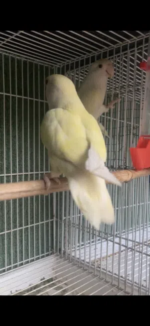 زوج غندورة روز ليمونيات