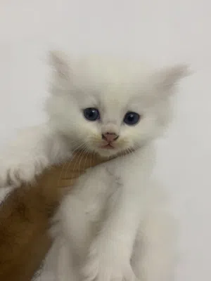 Persian British Beautiful Kittens 1 month Age male female Both Available