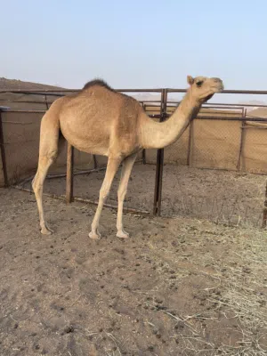 بكرة حجه عقيره