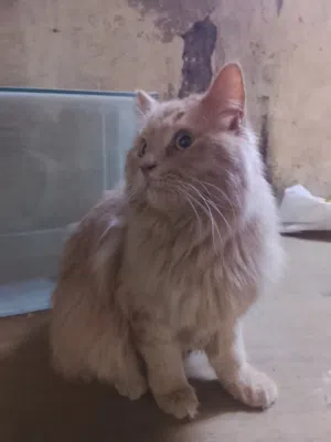 بزون شيرازي لون عسلي