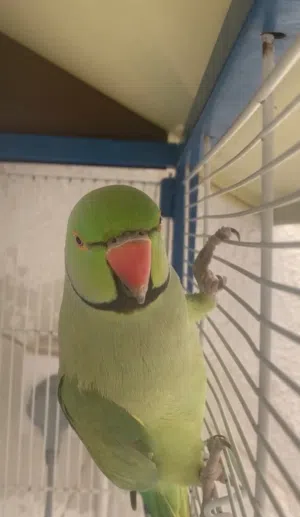 2 ببغاء الذرة زوجين