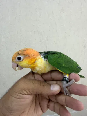 كايكي وايت بلي