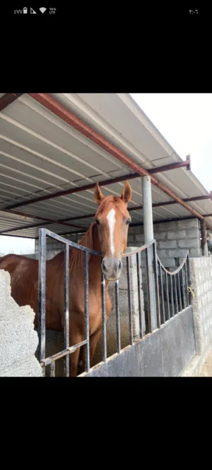 ايواء الخيول