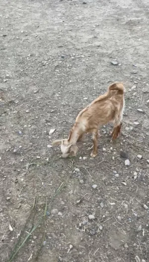 للبيع سخل جامودي