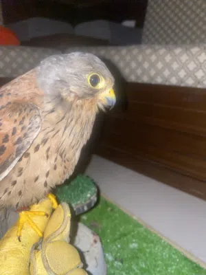 للببع ترمه حميميج