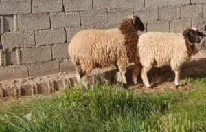للبيع (خروفين صغيرين)