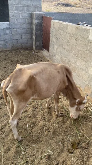 أبقار للبيع