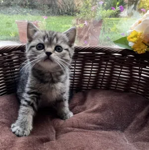 British Shorthair Kitten, Female 45 days old