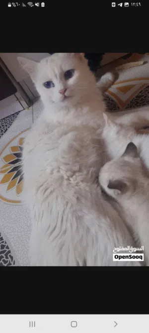 قطة للتبني