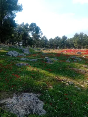Mixed Use Land for Sale in Jerash Al-Mastaba