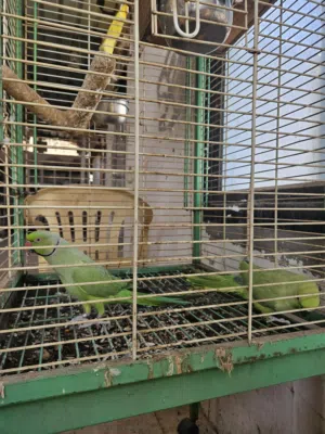 متاتوو خضران