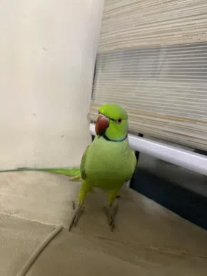 السلام عليكم للبيع متوه اليف ومتعلم ويتكلم اشوي