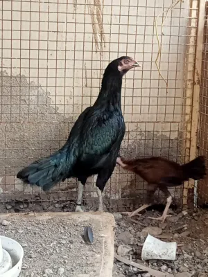 دجاجه باكستانيه