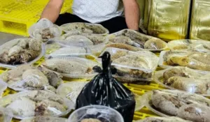 عسل طبيعي من الجبال – نقي ومضمون