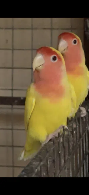 روز محلي تابع الوصف