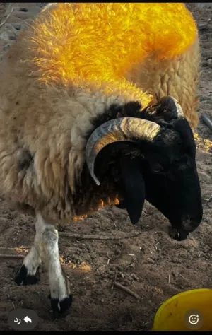 خروف للبيع