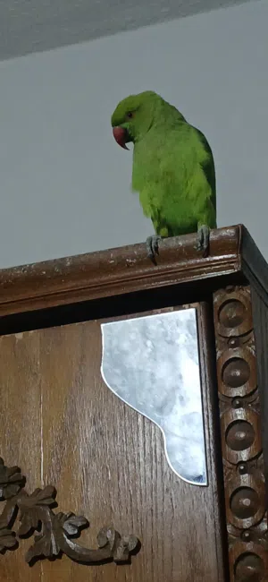 ببغاء الدره ذكر عمره سنه ونص تقريبا هادي ولطيف  للبيع