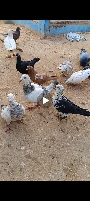 Pigeons2