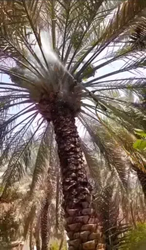نوفر لكم جميع انواع انخل العربي والوشنطن بجميع المقاسات وفراخها ونقوم بجميع اعمال انخل وراش انخل