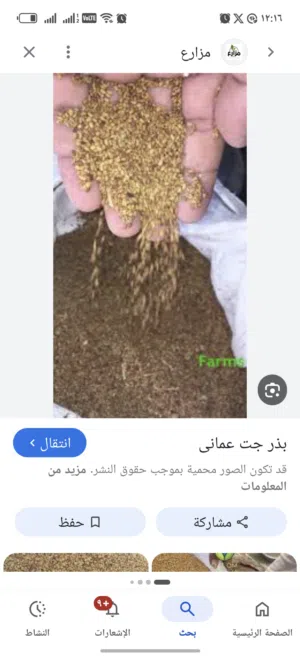 بذر قت عماني