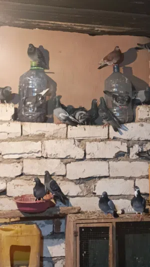 50طرف للبيع.