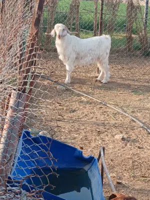 بيع المواشي