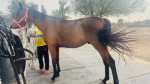 خيل ممتاز من سلاله قويه مع جواز .