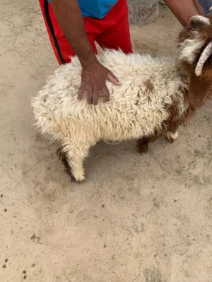 للبيع طليان و تيوس محلي