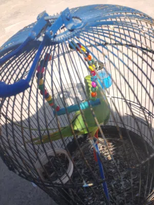 ببغاء الدره