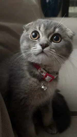 british shorthair and scottish fold mix very playful