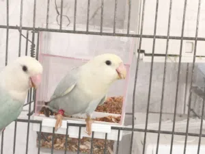 طائر البركديلو الروز للبيع