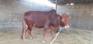للبيع ثور محلي عماني سمين فل ماشالله العمر ثلاث سنوات