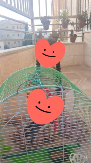 الموقع القويسمه قفص كوكتيل حجم كبير بس قفص بدون الطيور