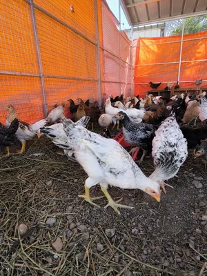 دجاج محلي عماني عمر 4 شهور ونصف و 3 شهور ونصف