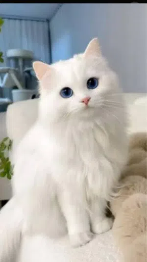 مطلوب قطه للتبني