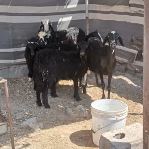 للبيع جعد عمانيات