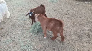 جدايه العمر من 9 شهر لين سته شهر