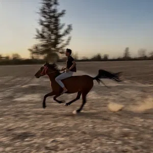 3 خيول تبارك الله