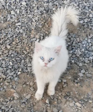 للبيع قطط زوج ام وأب مع ثلاثه صغار