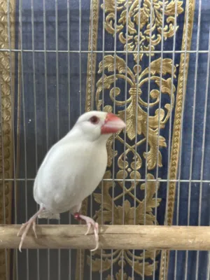 للبيع زوج جاوه فاخر من الأخر