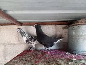 جوز عباسي ذنب صافي شغالات