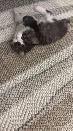 قط كتن عمره شهرين للبيع مع اغراضه