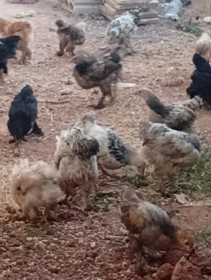 فراخ براهما للبيع عمر عمر 3 شهور ونصف