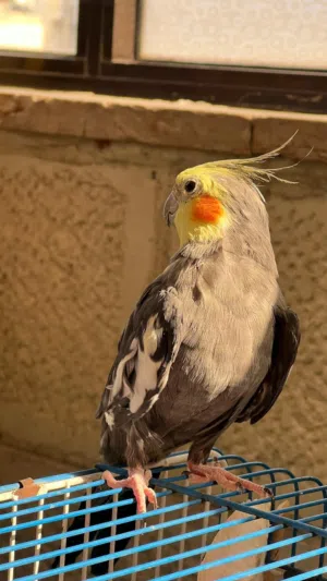 كوكتيل ذكر لطيف للبيع مع القفص