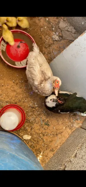 تلات اينات بط للبيع