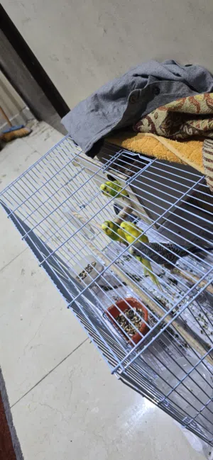 Bird 4 pair male femal