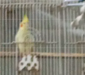 رايد كوكتيل ذكر جاهز اصفر