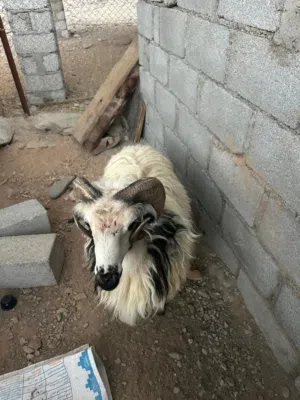 كبش عماني سلالة طيبه من جعد لعمانية