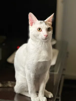 Cat for Adoption - قط للتبني